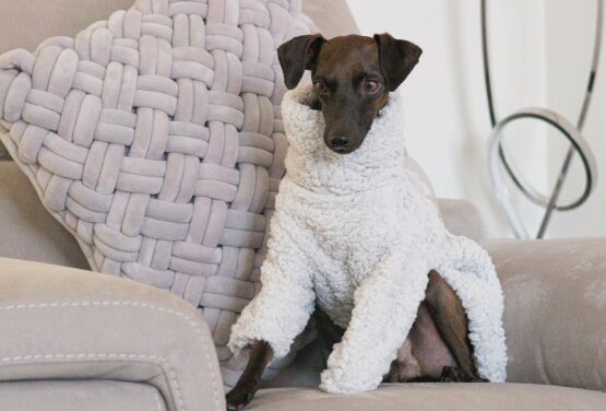 whippet greyhound jumper