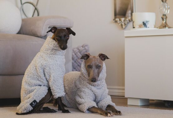whippet greyhound jumper