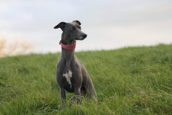 Pink Leather Whippet Greyhound Collar