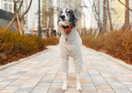 whippet greyhound jumper