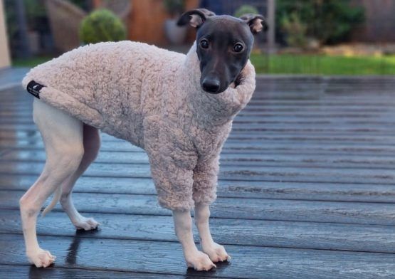 whippet greyhound jumper