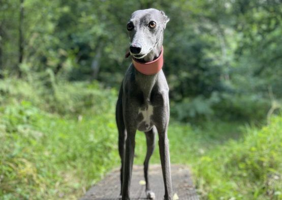 whippet greyhound collar