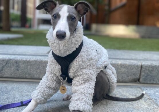 whippet greyhound jumper