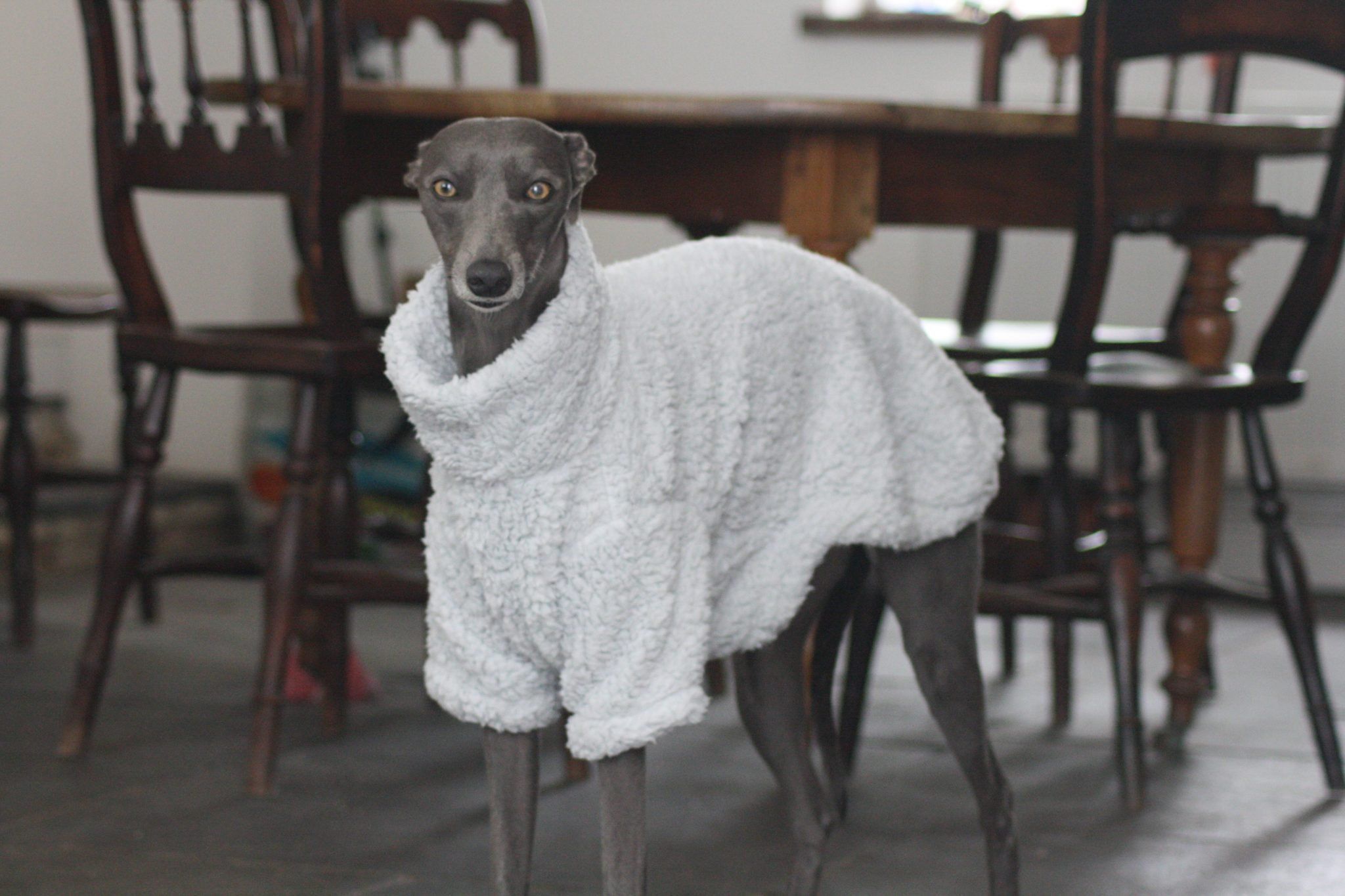 whippet