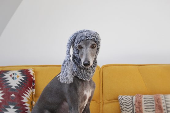 whippet greyhound hat