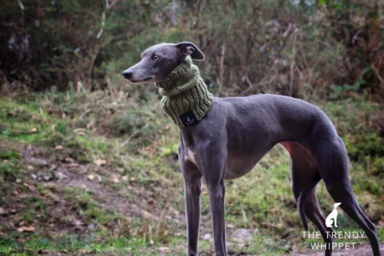 whippet greyhound snood