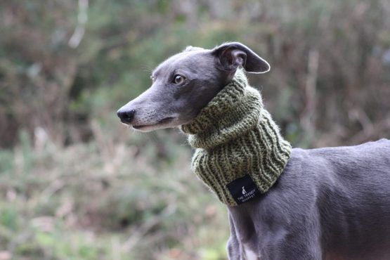 whippet greyhound snood