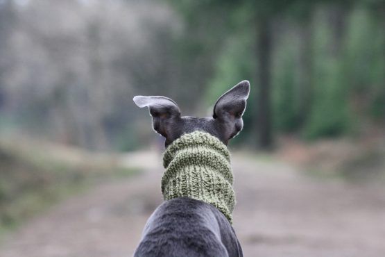 whippet greyhound snood