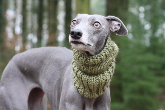 whippet greyhound snood