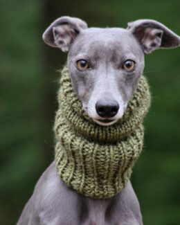 whippet greyhound snood