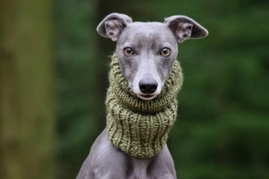 whippet greyhound snood