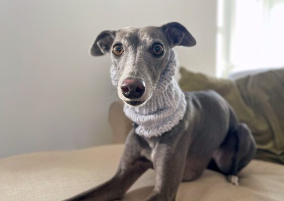 whippet greyhound snood