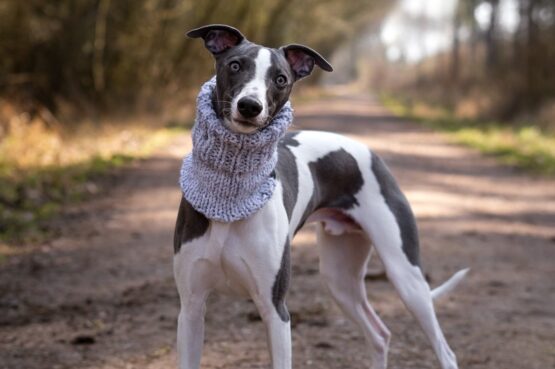 whippet greyhound snood