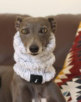 whippet greyhound snood