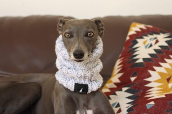 whippet greyhound snood