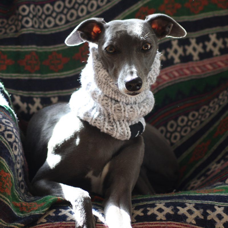 Whippet Grey Knit Neck Warmer Greyhound Italian Lurcher