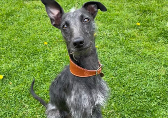 whippet greyhound collar