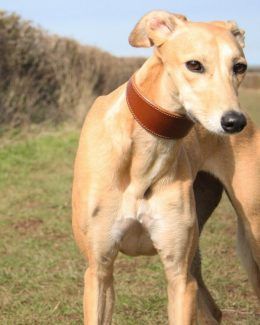 whippet greyhound collar