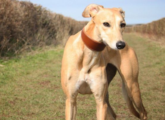 whippet greyhound collar