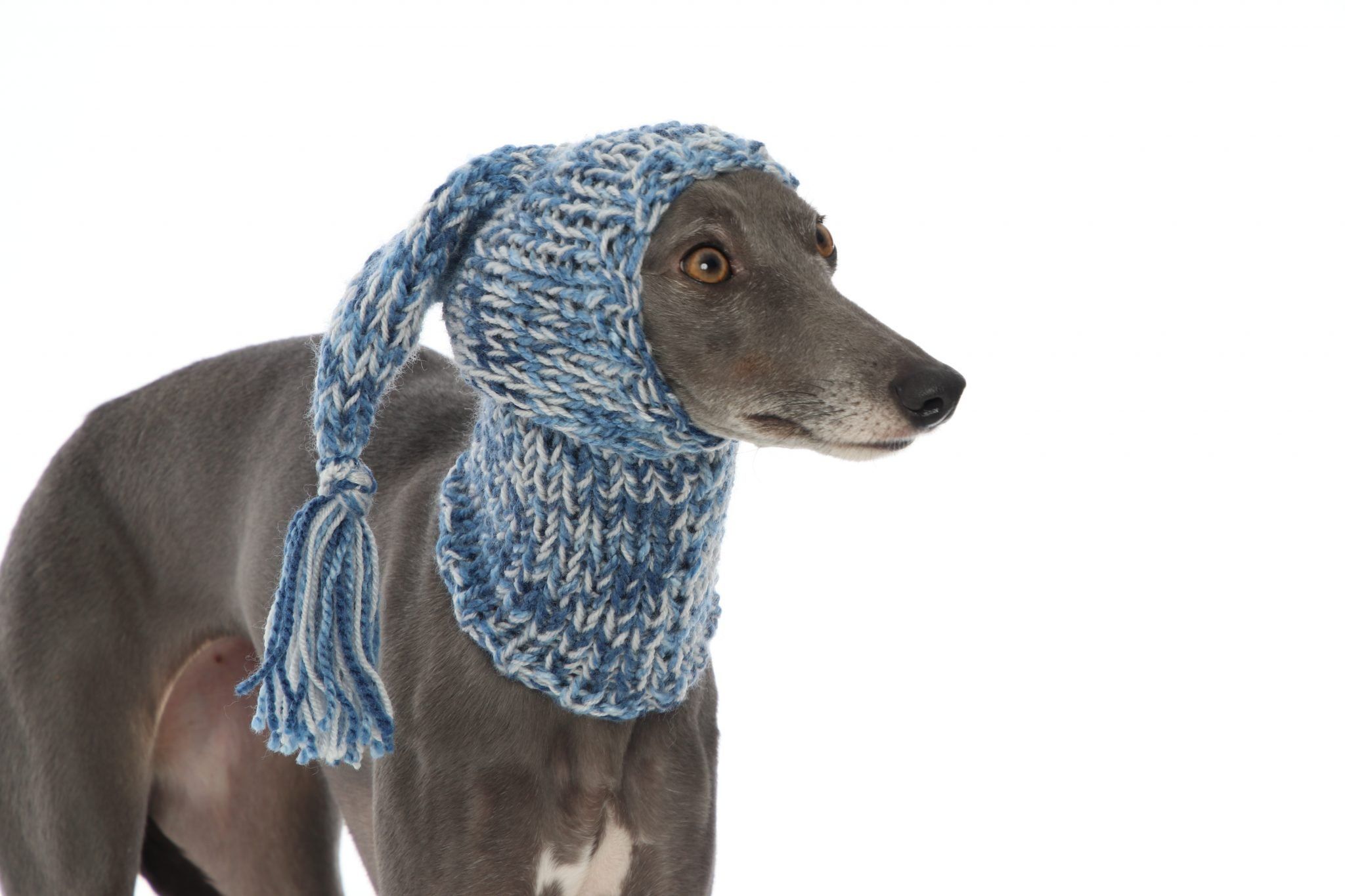 Whippet Greyhound Blue Knit Hat Snood Lurcher Italian Sighthound