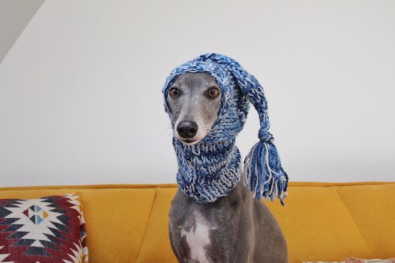 whippet greyhound hat