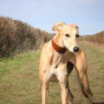 whippet greyhound collar