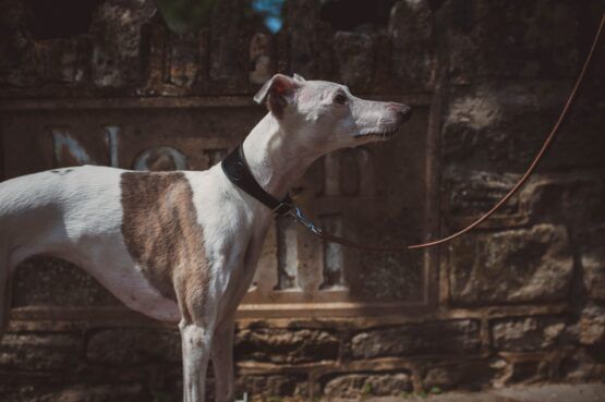 collar whippet