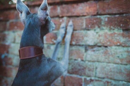 whippet collar greyhound