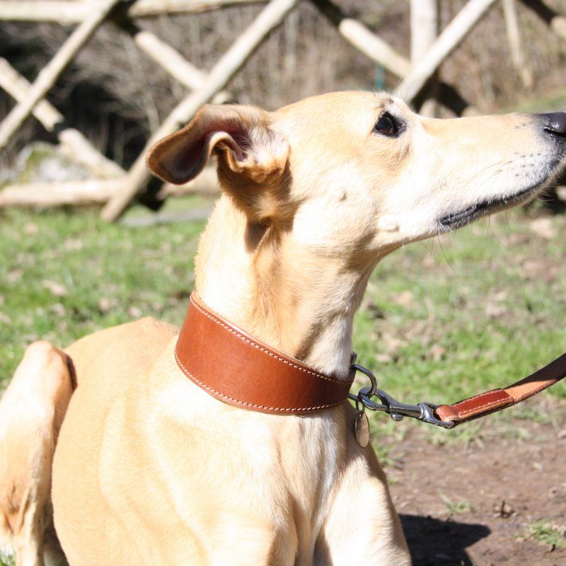 Whippet Rustic Brown Wide Leather Collar Greyhound Italian Sighthound