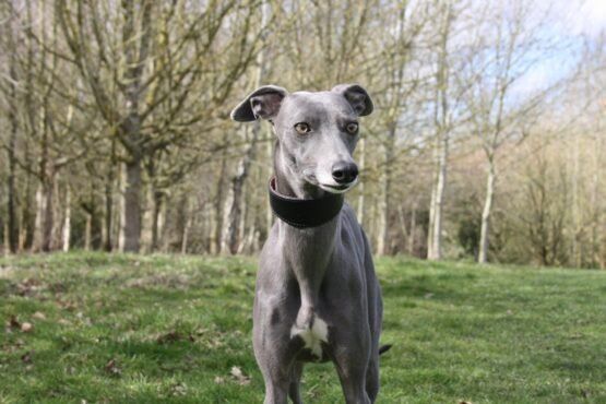 whippet greyhound collar