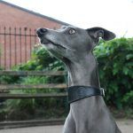 whippet greyhound collar