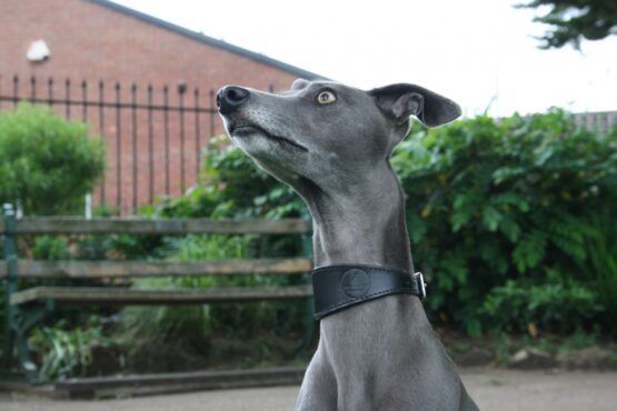 whippet greyhound collar