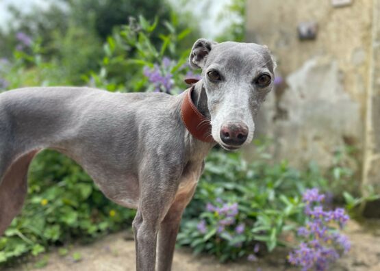 whippet greyhound collar