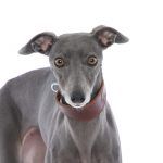 whippet greyhound collar