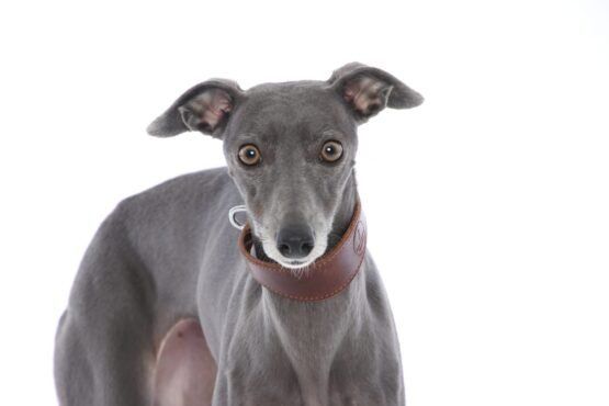 whippet greyhound collar