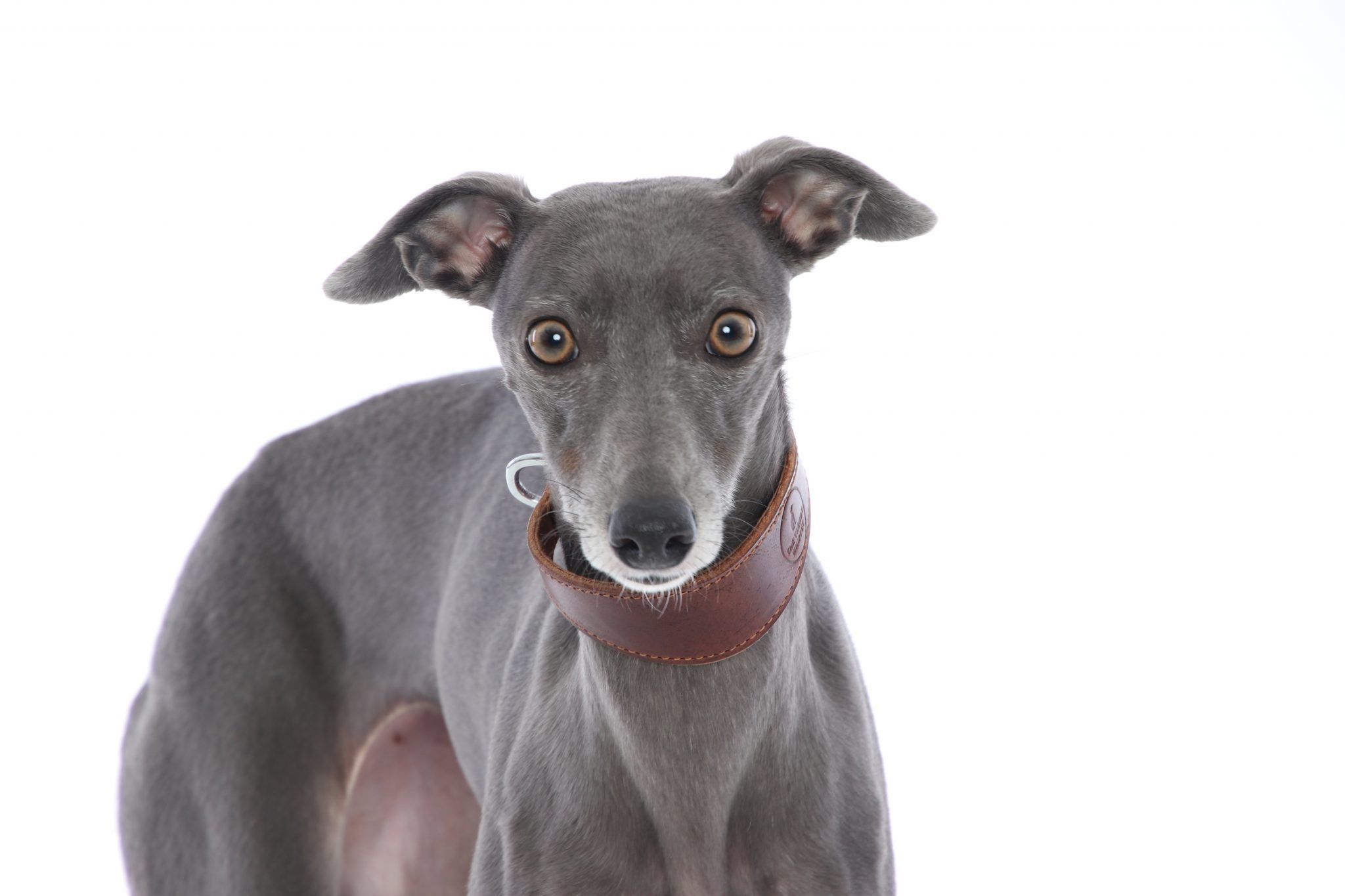 Italian greyhound sales puppy collar