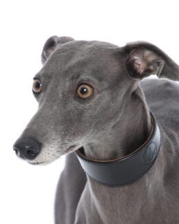 whippet greyhound collar