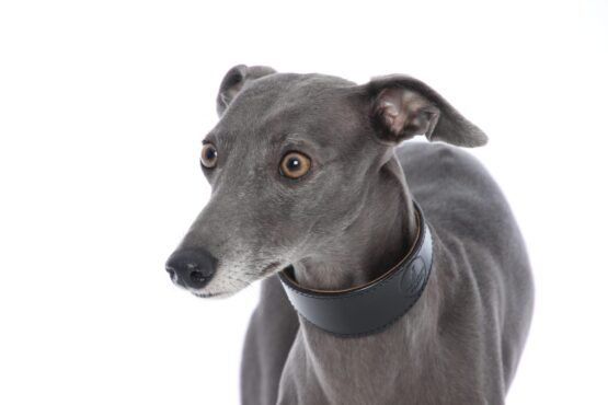 whippet greyhound collar