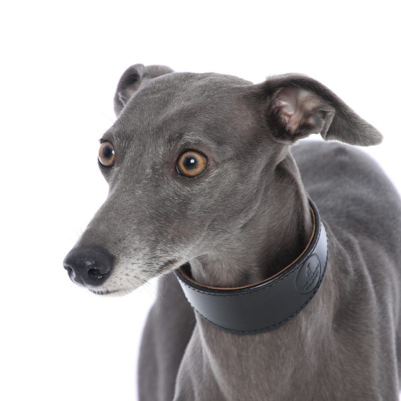 Exclusive Black Sheep Leather Whippet Collar Greyhound Italian Lurcher