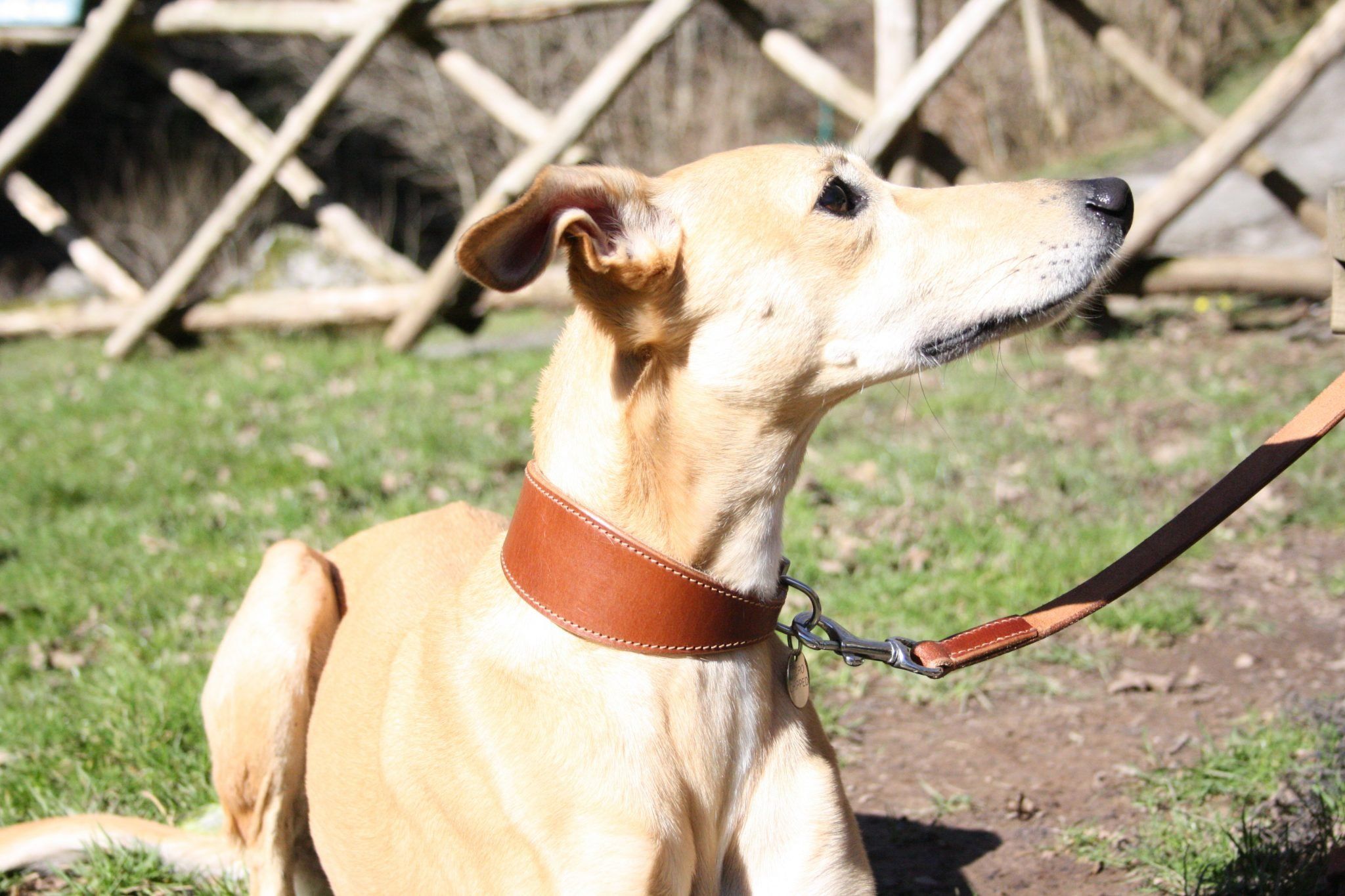 whippet lead