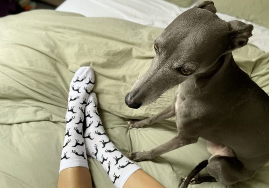 whippet greyhound socks