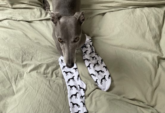 whippet greyhound socks