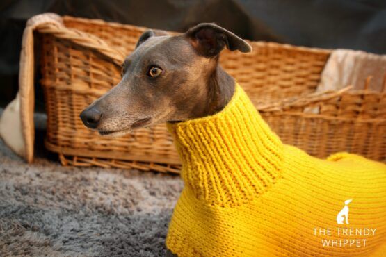 jumper whippet greyhound