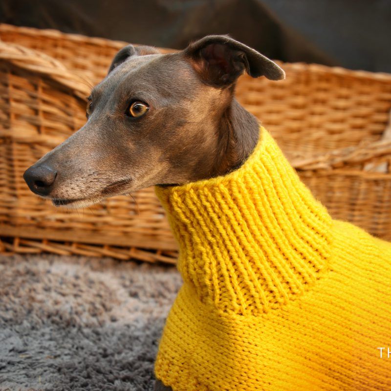 Whippet Dog Jumper
 Mustard Yellow Chunky Knitted Whippet Jumper Greyhound Italian Lurcher