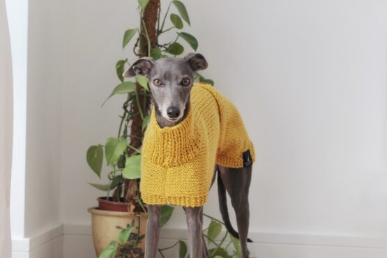 whippet greyhound jumper