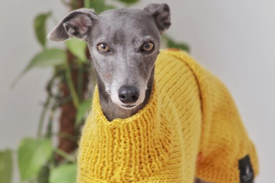 whippet greyhound jumper