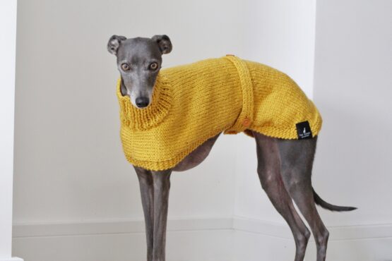 whippet greyhound jumper