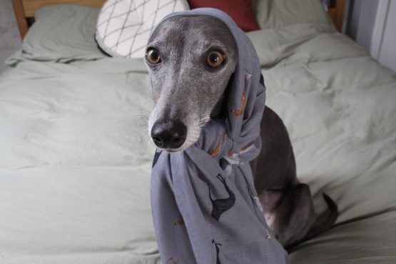 whippet greyhound scarf