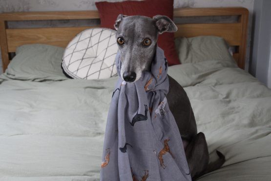 whippet greyhound scarf