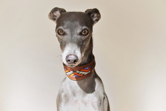 whippet greyhound collar